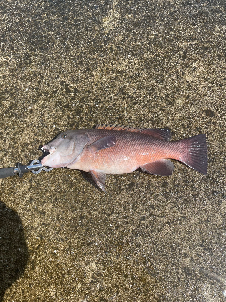 タンコブゲーム!!