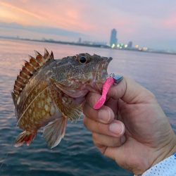 ライトワインドでロックフィッシュ狙って来たよ