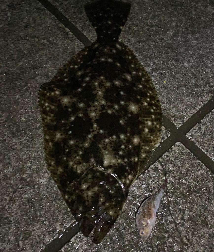 ガシラパターン