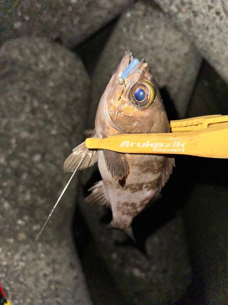 大雨後のライトゲーム