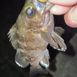 雨の合間にメバリング