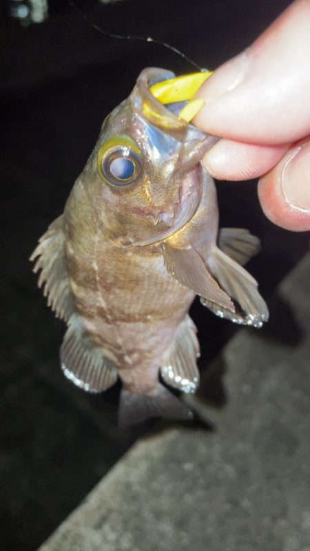 雨の合間にメバリング