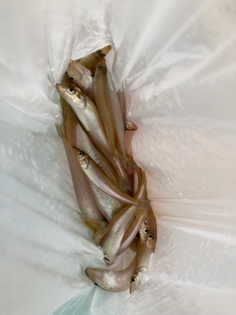 粘り勝ちでデカギス