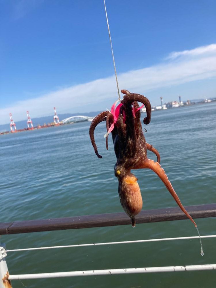 ライバル多過ぎな中。何とか5蛸。。