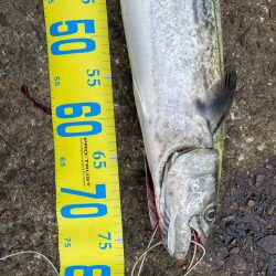 久しぶりの青物