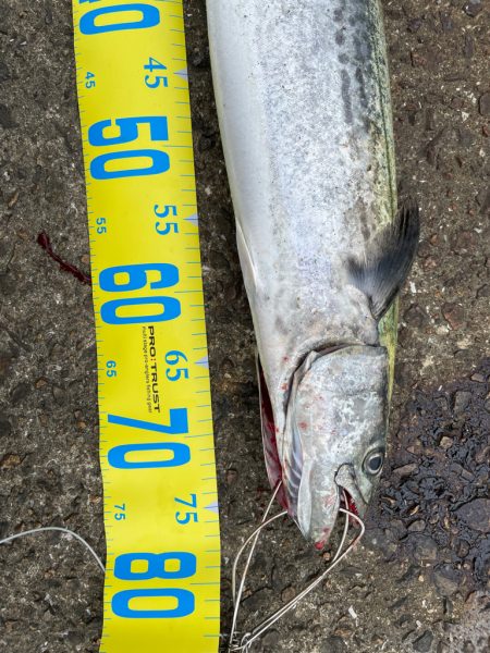 久しぶりの青物