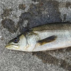 ポカポカの朝からエビ撒き