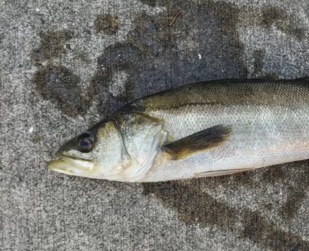 ポカポカの朝からエビ撒き