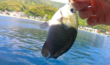 青海島で五目釣り