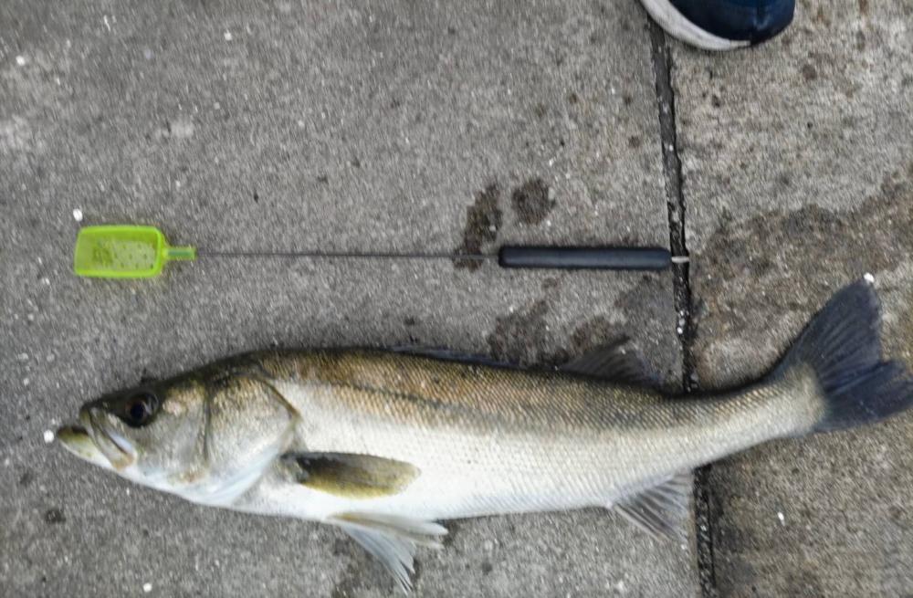 おチヌさん活性高いです