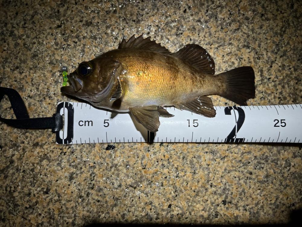 雨中メバリング