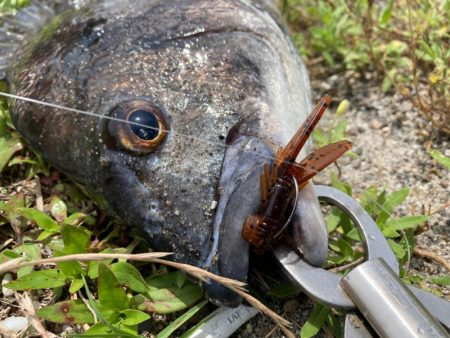 なんちゃってベイトチニング