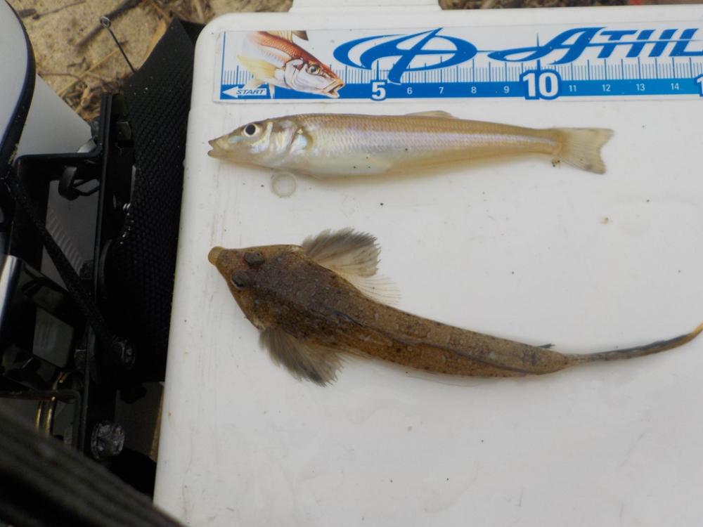 ピンギス無限ループat栗田