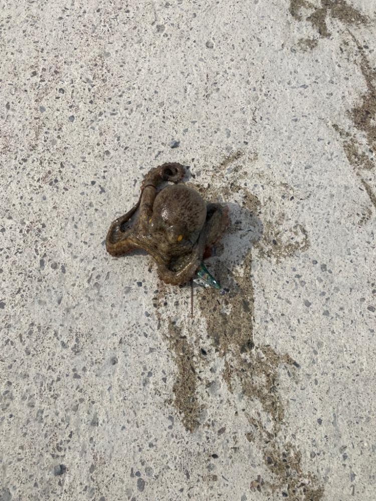 イカ釣りのはずが⁈