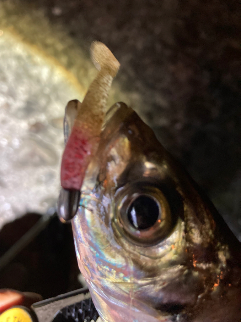 エギング→アジング