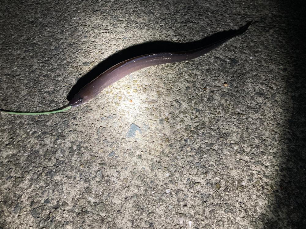 夜釣りアナゴからキスリベンジ