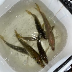 久々のアジング