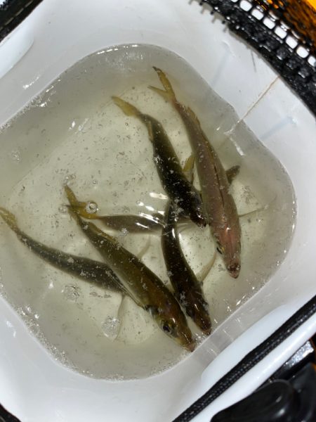 久々のアジング