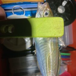 アジング、メバリング