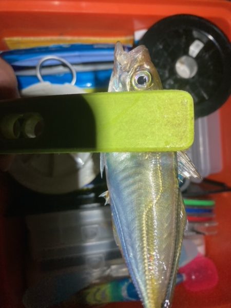 アジング、メバリング