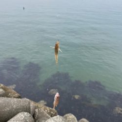 釣れるけど後が続かない