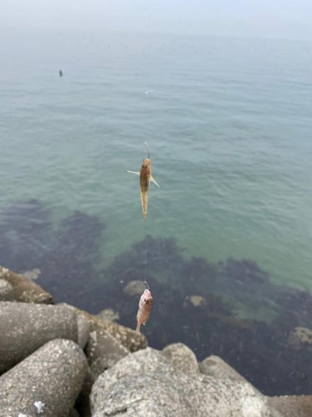 釣れるけど後が続かない