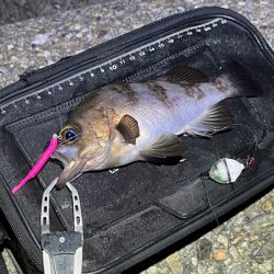 梅雨メバル不調！二見でメバリングするもアタリが無く激渋！！