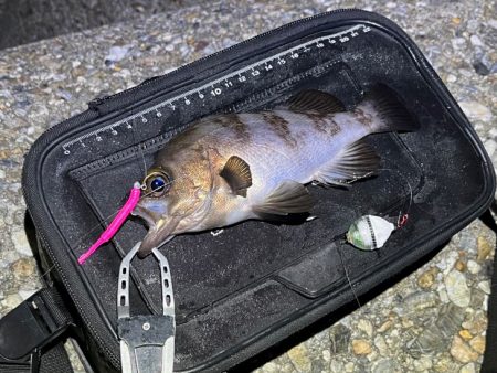 梅雨メバル不調！二見でメバリングするもアタリが無く激渋！！