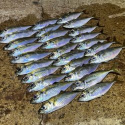 ２３ヴァンキッシュ１０００ＳＳＳＰＧ鱗付け