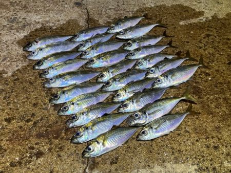 ２３ヴァンキッシュ１０００ＳＳＳＰＧ鱗付け