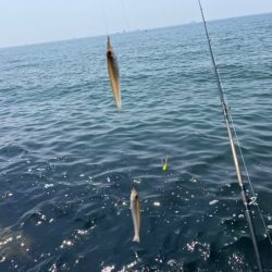 姫路のキス釣りはピンギスばかりで良いサイズは出ないです！