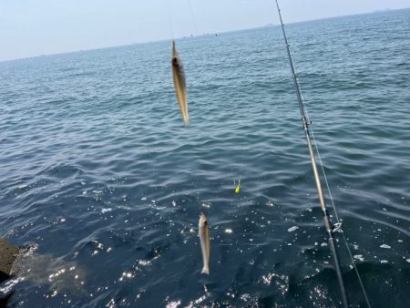 姫路のキス釣りはピンギスばかりで良いサイズは出ないです！