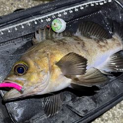 姫路でメバリング｜梅雨メバル高活性で爆釣モード！