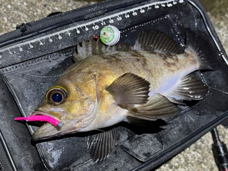 姫路でメバリング｜梅雨メバル高活性で爆釣モード！