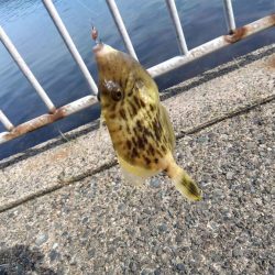 ちょい投げシロギス