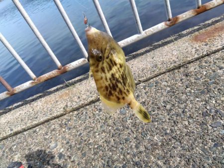 ちょい投げシロギス