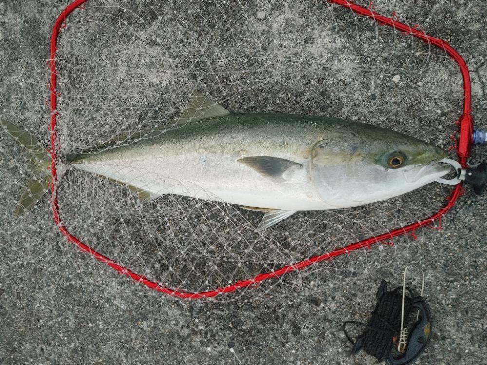 ブリ釣れました。