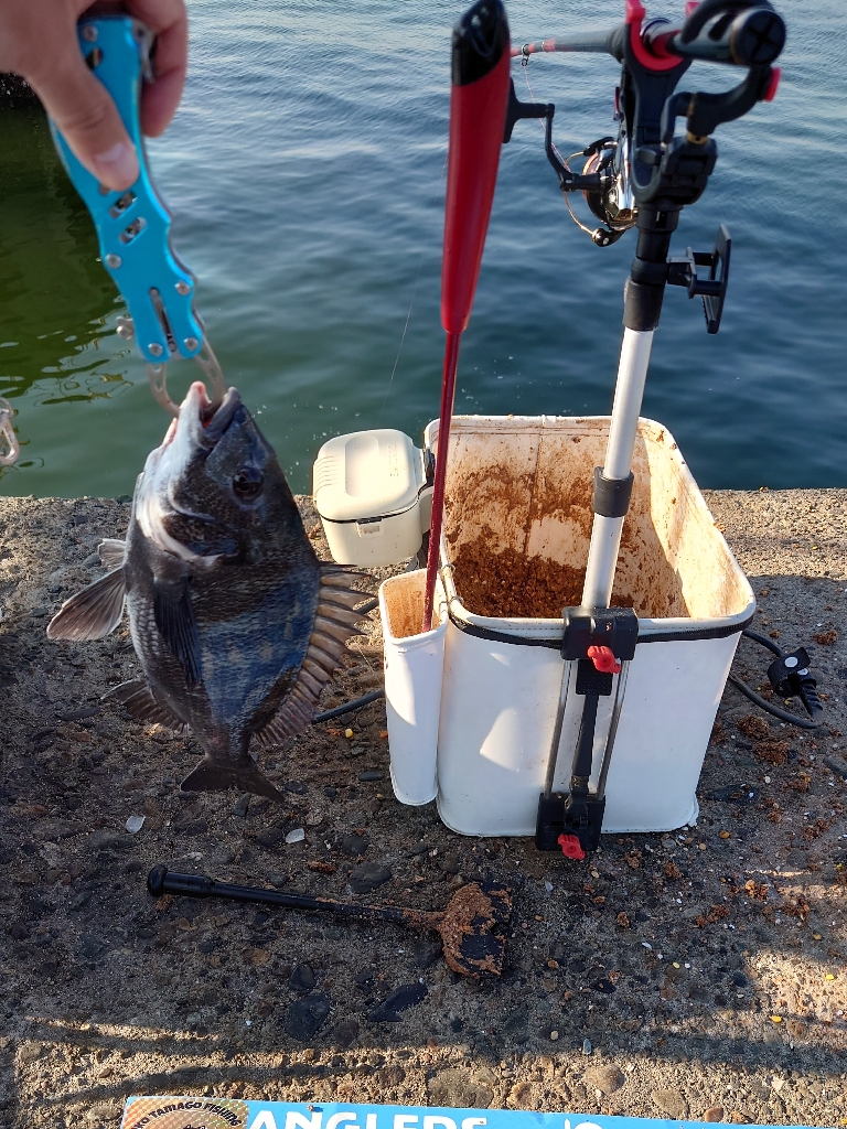 ふかせ釣り第6戦💦