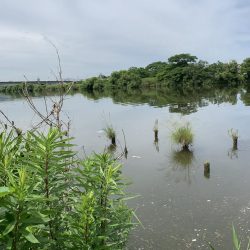 ブラックバス29センチ