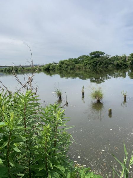 ブラックバス29センチ
