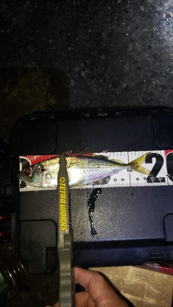 産卵絡みのアジ