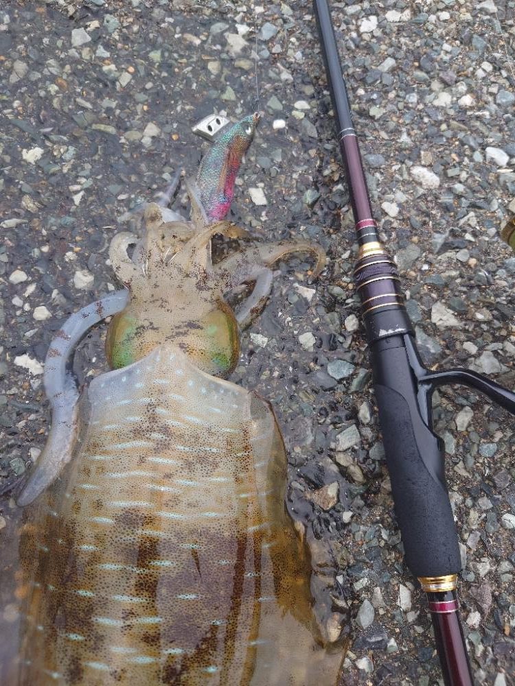 短時間エギングIN対馬