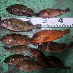 和歌山大引の磯でフカセ釣りのはずが・・