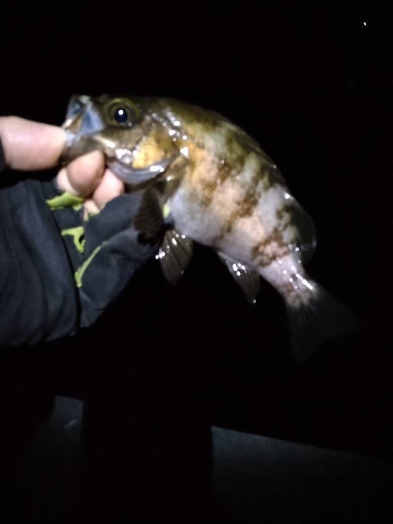 梅雨メバリング