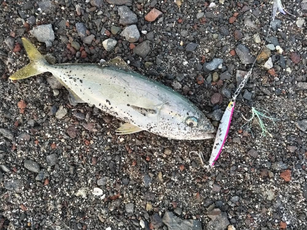 コトヒキ釣れました。