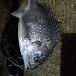 チヌ-ボラのダブルツ抜け