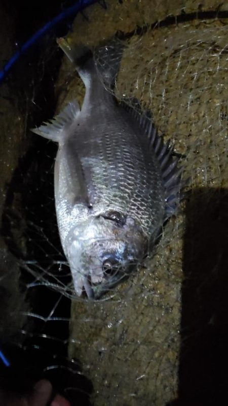 チヌ-ボラのダブルツ抜け