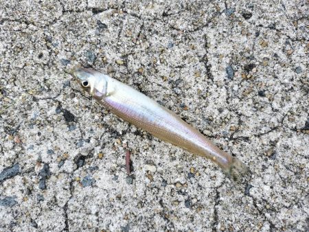 お手軽なキス釣り