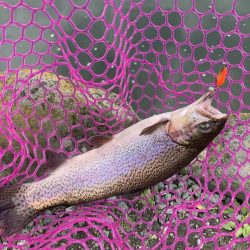 釣食浪漫 ～釣って食べて家庭円満～