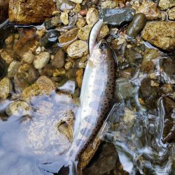 リベンジならず